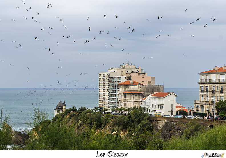 Les Oiseaux - Biarritz