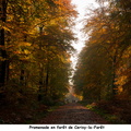 Promenade en forêt de Cerisy la Forêt